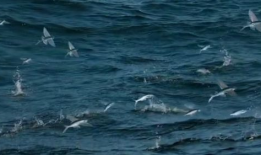 飞鱼视频,探索科技与娱乐的完美融合