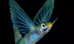 飞鱼视频,探索科技与娱乐的完美融合